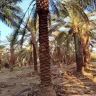 نخيل جثايث وفسايل ممتاز درجه اولى