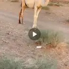 قعود طيب