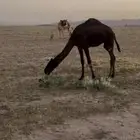 مفرود طيب عشب وشعير