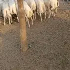 خرفان بلدي