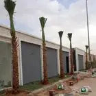 نخيل واشنطني