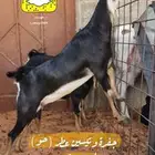جفرة وتيسين عطر (حو) - المزاحمية -