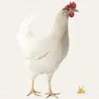 دجاج ابيض بياض لوهمان كلاسيك