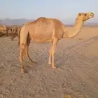 ناقه حره متلي