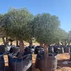 زيتون