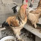 دجاج براهما ودجاج بلدي وفرنسي