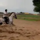 حصان كفو حار مع الخيل وهادي مع المبدئي والله انه طرب