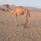 ناقه مهجنه اللبيع