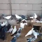 بط كيني و بلدي مصري حمام بلدي