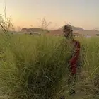 حزمة او صرة او ربطة بيوبنك كبيرة الحجم طيبه للغنم والابل