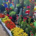 تنسيق حدائق
