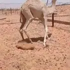 قعود عمر 7شهو ولد سياف