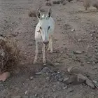 حماره حساويه