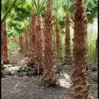 تركيب الشبوك وزراعة النخيل