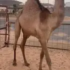 قعدان فل الفل للبيع