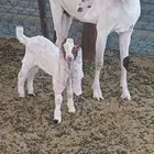 جفره حجازية للبيع