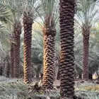 يوجد لدينا جثايث للبيع