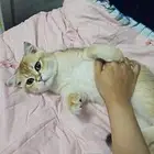 تزاوج قطط