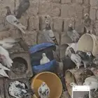 حمام بلدي