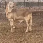 فحل درماني صنف الصنف وخصم نادر