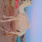 ناقتين وضح امهات رابع معشرات سليمات