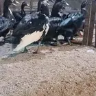 ذكور بط بلدي