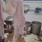 ذبائح ثلاجه مفطح هرفي جذع نجدي حري سواكن عقيقه تميمه صدقه