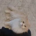 بسة لي التبني التسليم في الطايف يد بيد او أجيبها البيت عندك