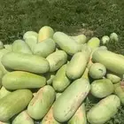 جح جمله