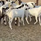ذبايح مناسبات