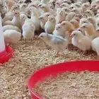 صوص بلدي محصن عمره 12 يوم