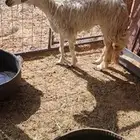 نعجة رباع