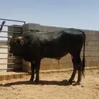 فحل ألماني ممتاز