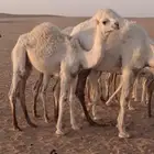 قعود لباني طيب تم البيع