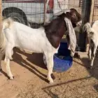 الرياض طريق رماح خلف محطة صحاري