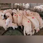 طلي حري ذبايح