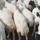 اعرض لكم ضأن دفيع وقرايب