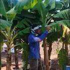 شتلات كميات كبيرة مزارع انتاج