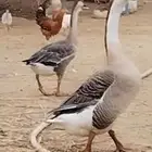 جوز وز عراقي اصيل الكوبرا