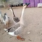 ذكر وز عراقي اصيل الكوبرا للبيع