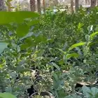 ليمون ابو زهير البلدي