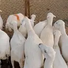اعرض لكم ضأن رفيديات دفيع