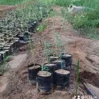 شلات الغاف الخليجي