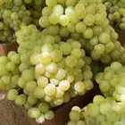 شتلات عنب كميات