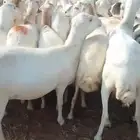اعرض لكم ضأن رفيديات
