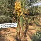 يتوفر معنا نخل اخلاص مثمر_بجميع_انواعه_ومقاسته_المختلفه