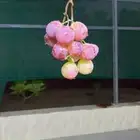 شتلات عنب