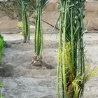 يوجد لدينا جميع انواع النخيل العربي والزينه