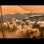 نعيمي للبيع