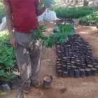 شتلات اكاسيا جلوكا
